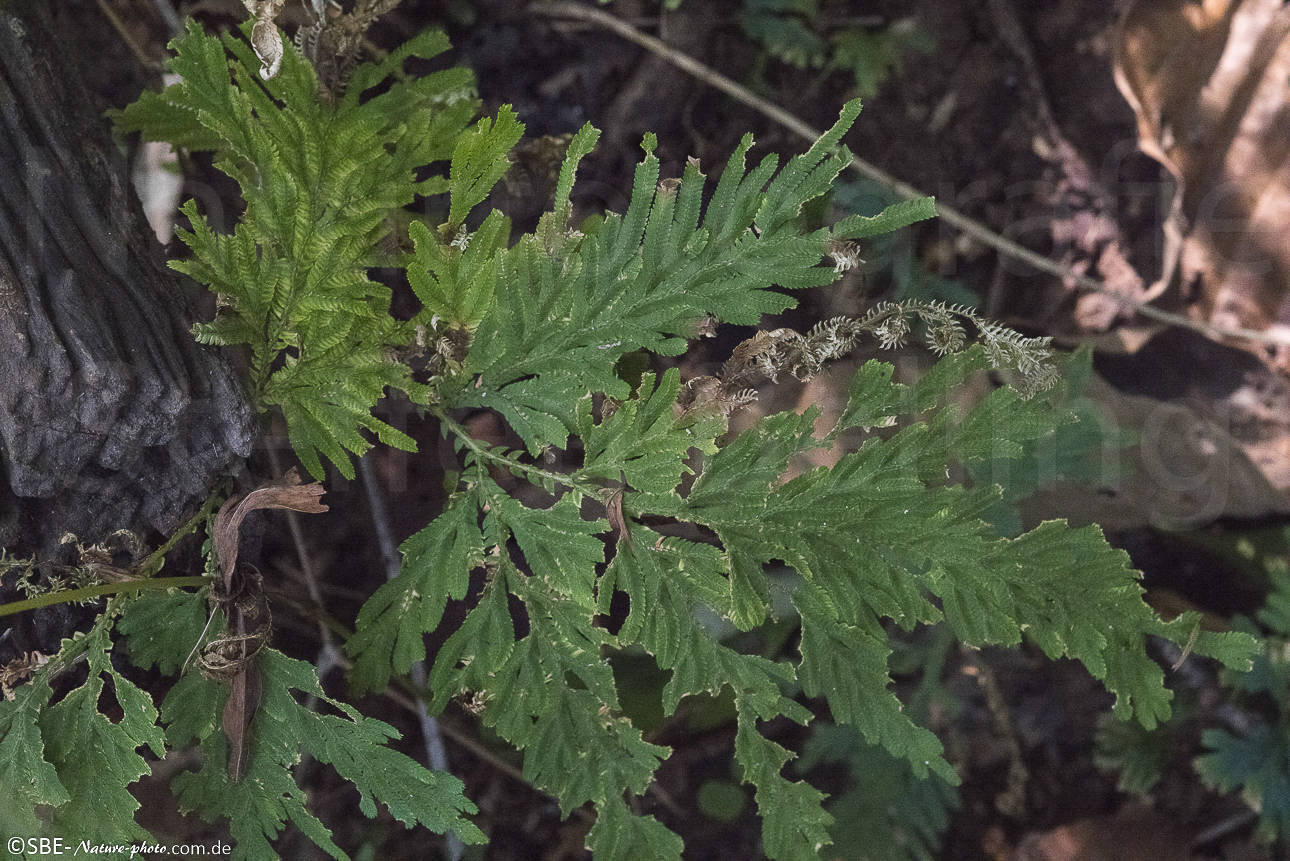 PB110360